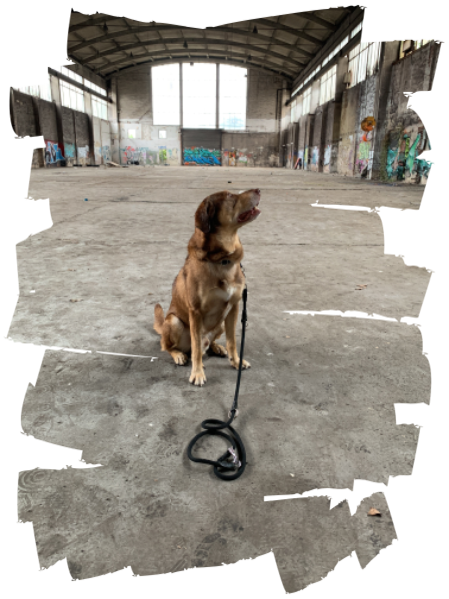 Buddy Hund